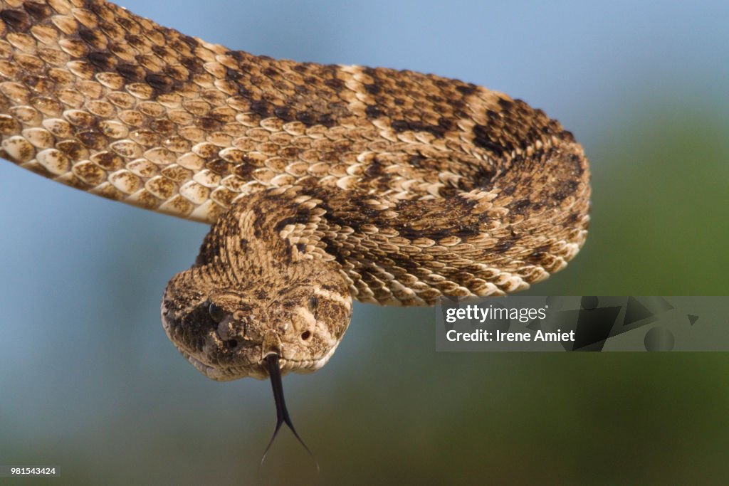 Diamondback