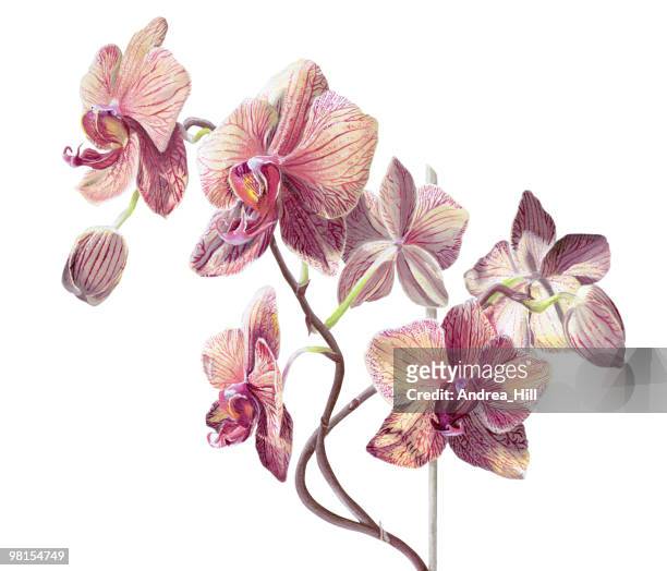 ilustraciones, imágenes clip art, dibujos animados e iconos de stock de orquídea phalaenopsis pintura sobre blanco - orchid