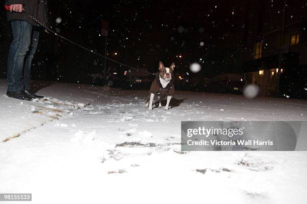 man walking dog in snow at night - dog coat stock pictures, royalty-free photos & images