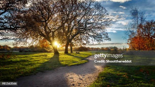 315 Dayspring Stock Photos, High-Res Pictures, and Images - Getty Images