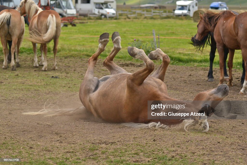 Horse (Equus ferus caballus) lying on back on ground, Castelluccio, Piano Grande, Umbria, Italy