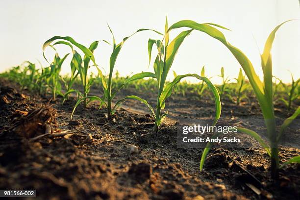 young corn in field - aufforstung stock-fotos und bilder