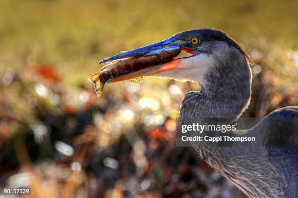 great blue heron eating brook trout. - brook trout stock pictures, royalty-free photos & images