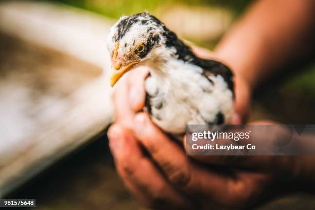 close-up of small chicken (gallus gallus domesticus) in human hands, chile - gallus gallus stock pictures, royalty-free photos & images