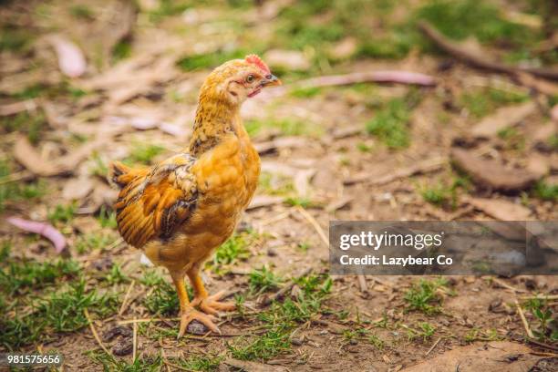 young chicken (gallus gallus domesticus) standing on ground - gallus gallus stock pictures, royalty-free photos & images