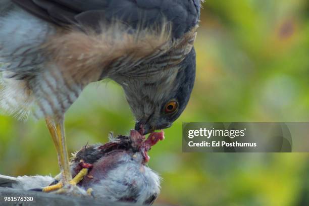 sparrow-hawk #3 - sparrow hawk - fotografias e filmes do acervo