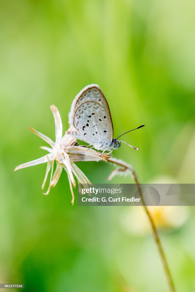 Lesser Grass Blue (Zizina otis) on flower, Mangilao, Guam