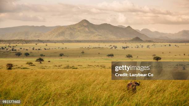 buffalo (syncerus caffer) with mountains in background, kidepo valley national park, karamoja, uganda - llanura fotografías e imágenes de stock