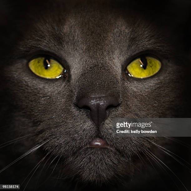 portrait of cat - kelly bowden stockfoto's en -beelden