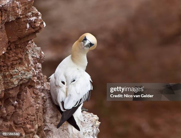 northern gannet - northern gannet stock-fotos und bilder