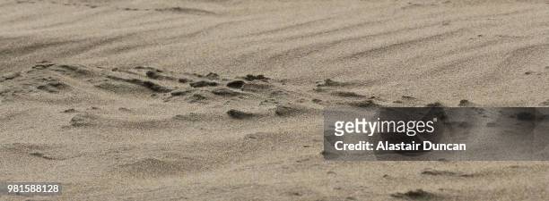 sand wind - great bustard stock pictures, royalty-free photos & images