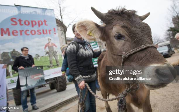 March 2018, Germany, Berlin: Activists protesting with one-year old cow Omega against the EU-Mercosur agreement in front of the Federal Economy...