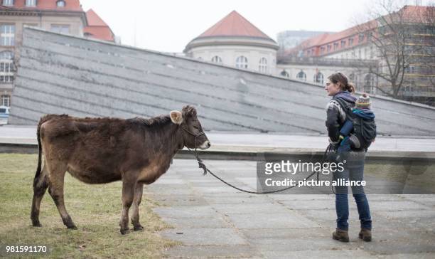 March 2018, Germany, Berlin: Organic farmer Anja Hradetzky from the "Stolze Kuh" farm walking with her child and one-year old cow Omega ahead of a...