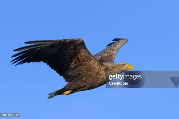 white-tailed eagle or sea eagle hunting in the sky over northern norway - "sjoerd van der wal" or "sjo" stock pictures, royalty-free photos & images