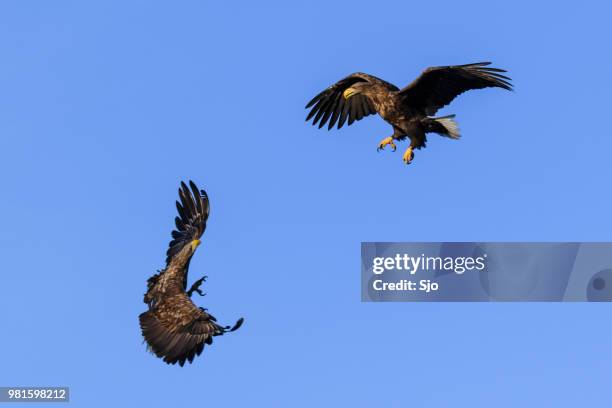 white-tailed eagles or sea eagle fighting in the sky over northern norway - "sjoerd van der wal" or "sjo" stock pictures, royalty-free photos & images