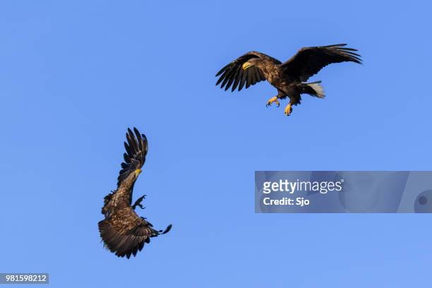 white-tailed eagles or sea eagle fighting in the sky over northern norway - sjoerd van der wal or sjo imagens e fotografias de stock