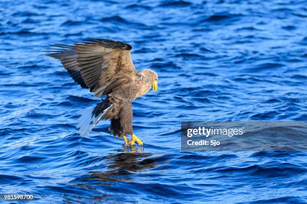 white-tailed eagle of zeearenden jacht in de hemel over noord-noorwegen - sjoerd van der wal or sjo stockfoto's en -beelden