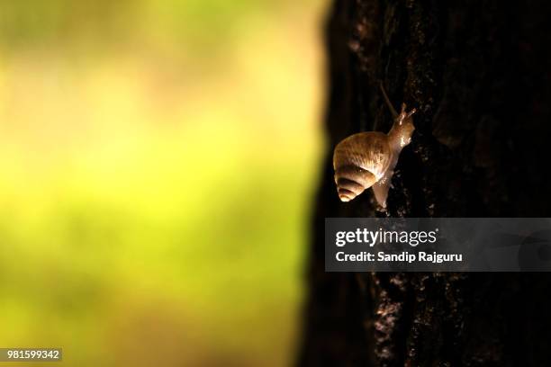 snail - rajguru stock pictures, royalty-free photos & images