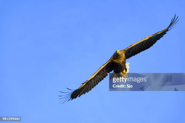 white-tailed eagle or sea eagle hunting in the sky over northern norway - sjoerd van der wal or sjo imagens e fotografias de stock