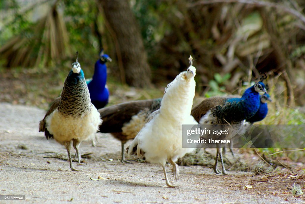 Peacock Gang