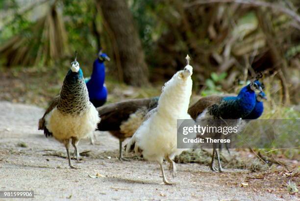 peacock gang - pfauenhenne stock-fotos und bilder