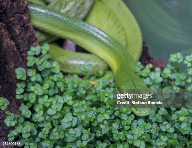 Mimetic High-Res Stock Photo