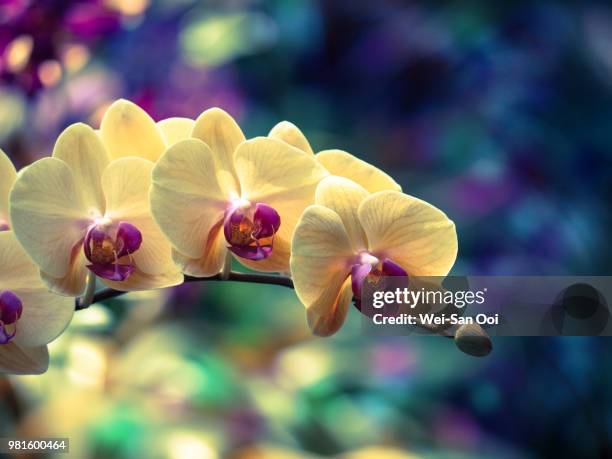 close-up of orchid, phipps conservatory and botanical gardens, pittsburgh, pennsylvania, usa - conservatorio phipps fotografías e imágenes de stock