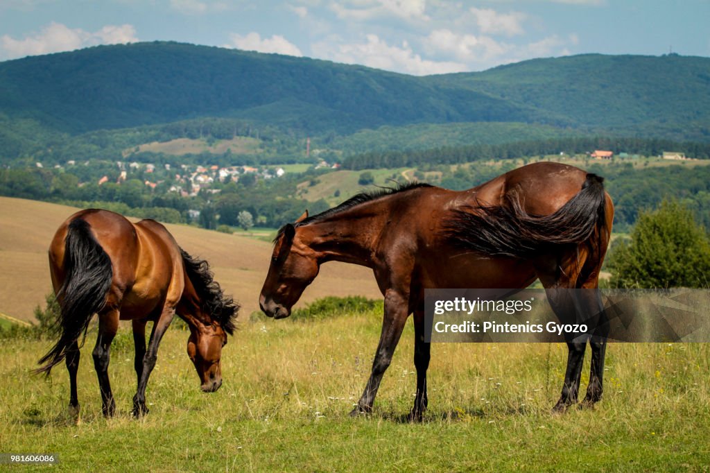 Horses