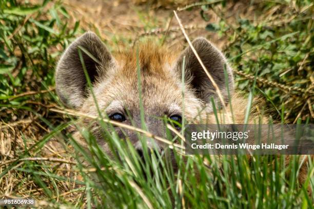 hyena cub hiding - aardwolf stock pictures, royalty-free photos & images