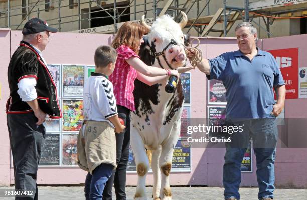 baptizing the bull - blessing of the animals stock pictures, royalty-free photos & images