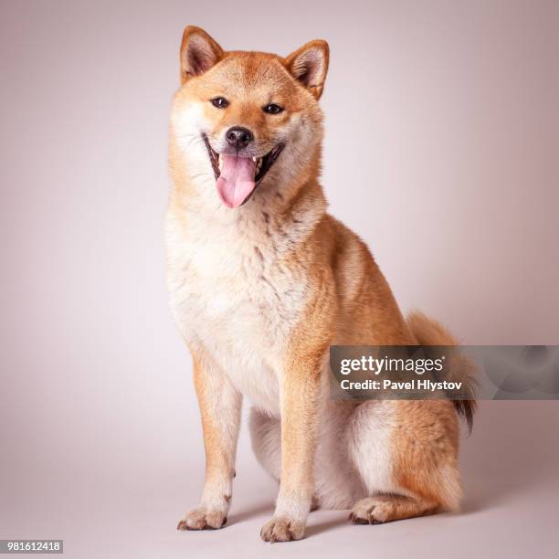 shiba inu - inu stock pictures, royalty-free photos & images