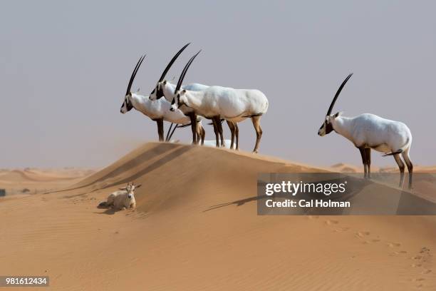 arabian oryx in dubai desert conservation reserve, dubai, united arab emirates - arabian oryx stock-fotos und bilder