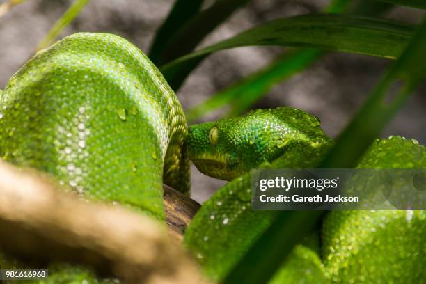 Jungle Tree Python 377 Jungle Python Stock Photos, High-Res Pictures, and Images - Getty ...