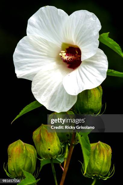 2014 august halberd-leaved rose mallow - 01 - halberd stock pictures, royalty-free photos & images