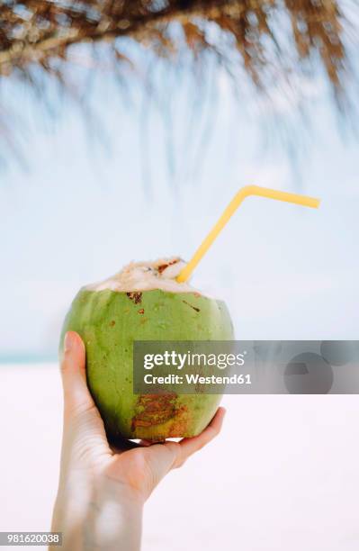 thailand, koh lanta, woman's hand holding fresh coconut - coconut water 個照片及圖片檔