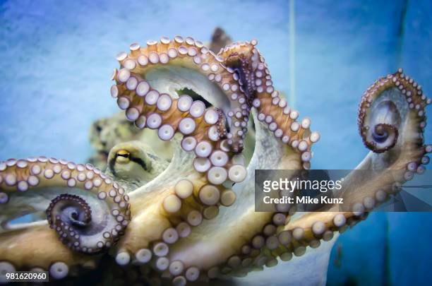 octopus - ventosa tentacolare foto e immagini stock