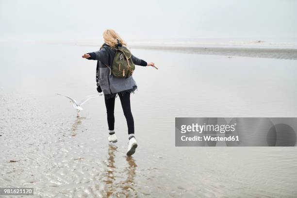 netherlands, back view of young woman with backpack walking behind a seagull on the beach - beach walking stockfoto's en -beelden