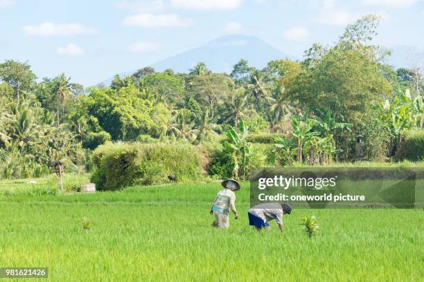Indonesia. Bali. Badung. Jatiluwih. Locals working in the rice terraces.