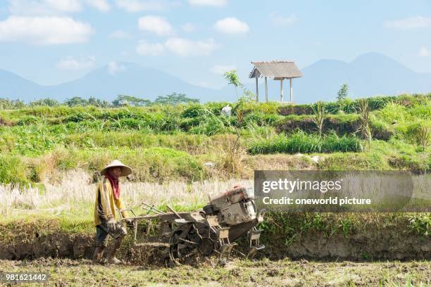 Indonesia. Bali. Badung. Jatiluwih. Locals working in the rice terraces.