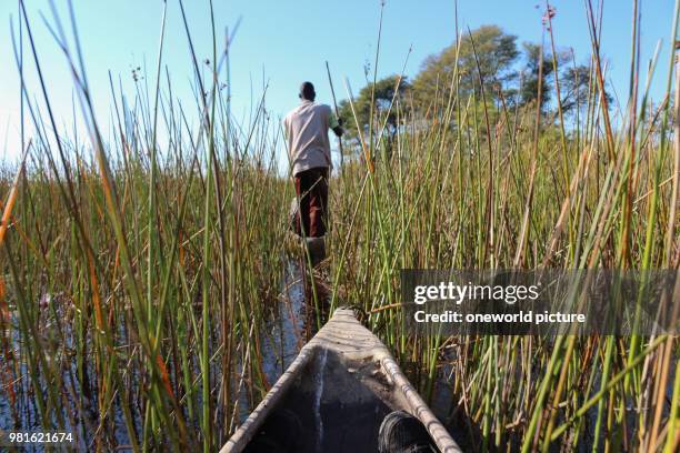 Botswana. Okavango Delta. Mokoro ride through high reed. A Mokoro is a four-meter-long dug-boat.