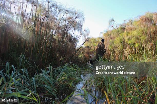 Botswana. Okavango Delta. Mokoro ride through Cyperus Papyrus. A Mokoro is a four-meter-long dug-boat.