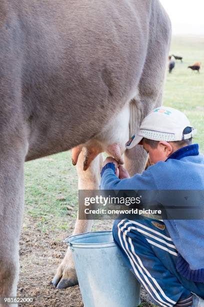 Kyrgyzstan. Naryn region. Kochkor district. Boy milks cow.