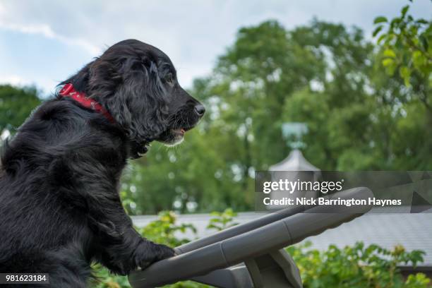 puppy's chores - nick haynes stock pictures, royalty-free photos & images