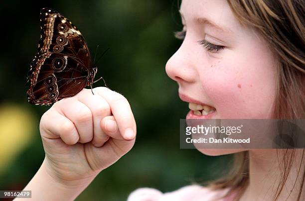 An Owl Butterfly sits on the hand of Ettie Wooldridge 5, at the new 'Butterfly Explorers Exhibition' at the Natural History Museum on March 31, 2010...