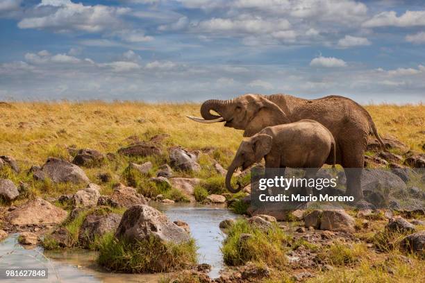african elephants (loxodonta) by waterhole, masai mara, kenya - african elephant stock pictures, royalty-free photos & images