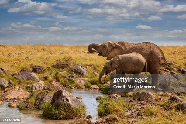 african elephants (loxodonta) by waterhole, masai mara, kenya - kenya elephants stock pictures, royalty-free photos & images