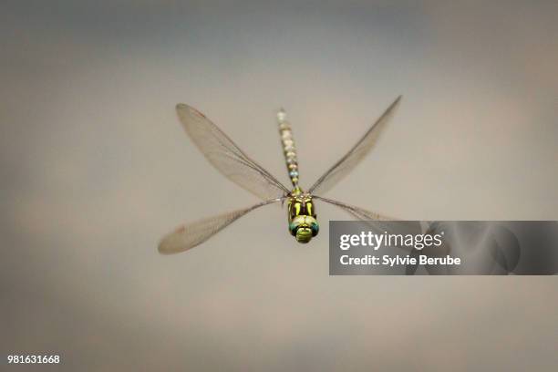 libellule en vol (dragonfly) - libellule bildbanksfoton och bilder