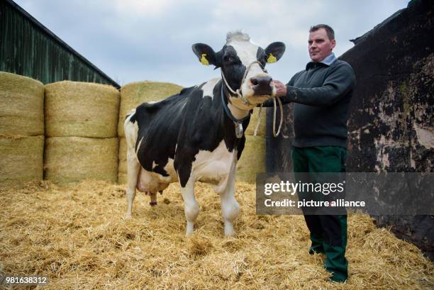 March 2018, Germany, Blieskastel-Altheim: Farmer Andreas Schifferer standing with his black-and-white Holstein Friesian cow in front of hay bales in...