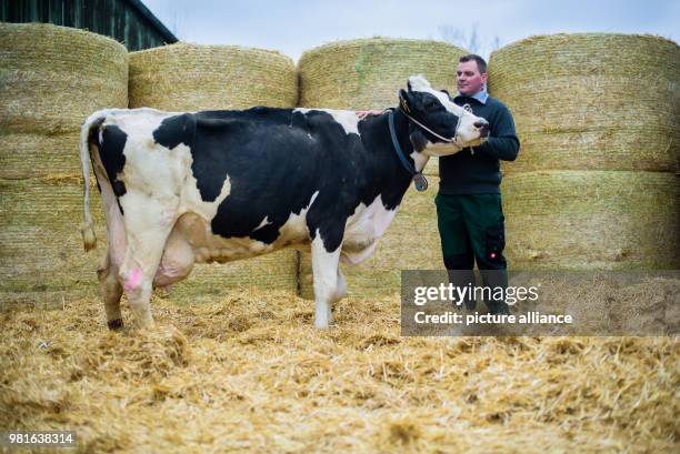 March 2018, Germany, Blieskastel-Altheim: Farmer Andreas Schifferer standing with his black-and-white Holstein Friesian cow in front of hay bales in...