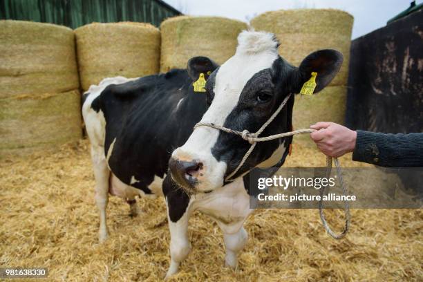 March 2018, Germany, Blieskastel-Altheim: Farmer Andreas Schifferer holding his black-and-white Holstein Friesian cow in his farm. The cow has...